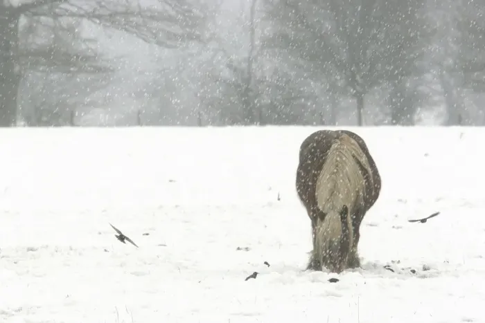 Framed Print : Horse - grazing in the snow Dombes, Ain, France
