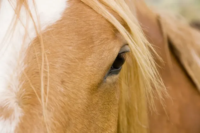 Framed Print : Horse - detail of head showing eye