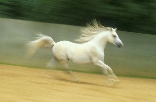 Horse JPF 4814 Arab Stallion © Jean-Paul Ferrero  /  ardea. com