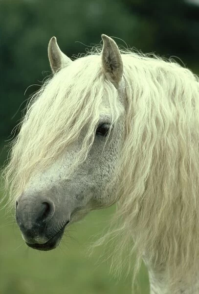 Horse JPF 5507 Connemara Pony, Stallion. © Jean-Paul Ferrero  /  ARDEA LONDON