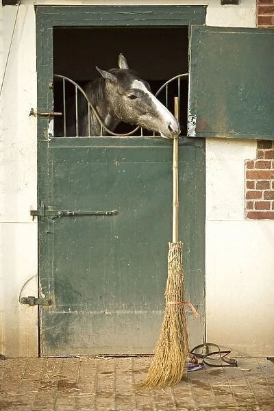 Horse - looking over stable door & biting on broom handle. Training Center of Chantilly - France