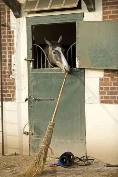 Framed Print : Horse - looking over stable door & biting on broom handle. Training Center of Chantilly - France Framed Print : Horse - looking over stable door & biting on broom handle. Training Center of Chantilly - France