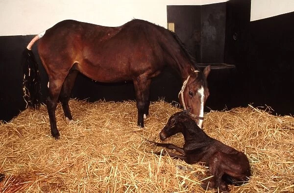 Horse - mare & newborn foal