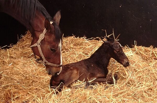 Horse - mare & newborn foal