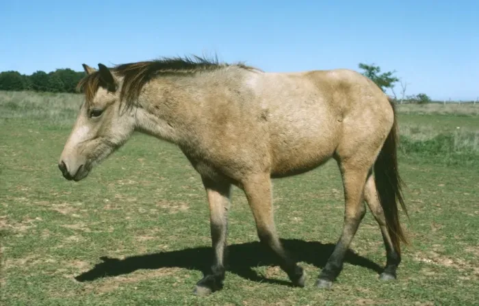 Framed Print : Horse - Mongolian Pony Framed Print : Horse - Mongolian Pony