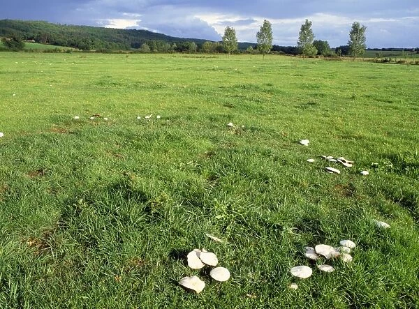 Horse Mushroom Fungi - growing in rings Auvergne, France