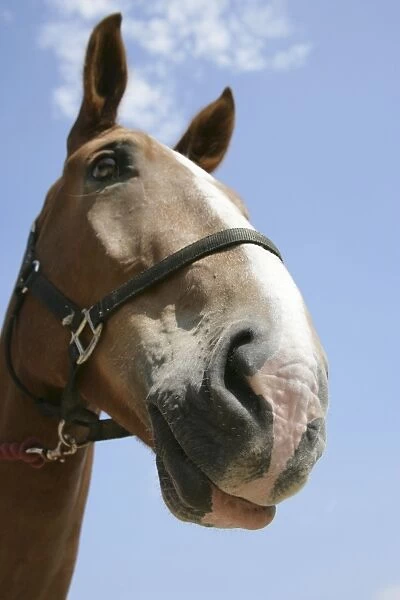 Horse. Muzzle and nostril