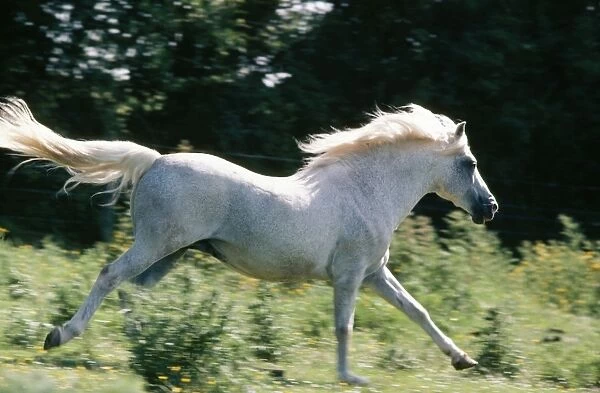 Horse - New Forest Stallion - Pony running