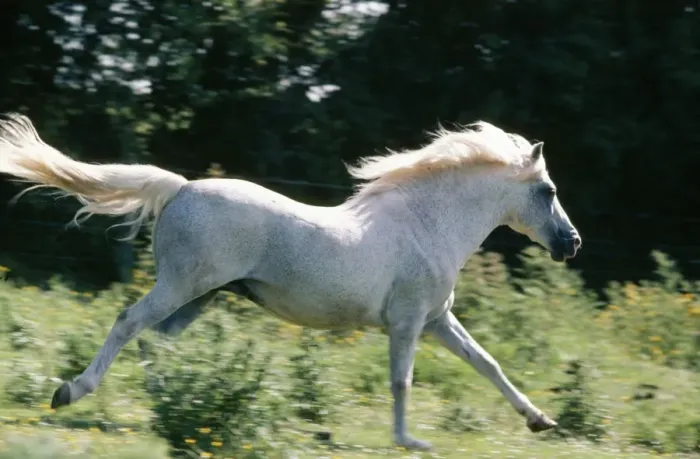 Framed Print : Horse - New Forest Stallion - Pony running Framed Print : Horse - New Forest Stallion - Pony running