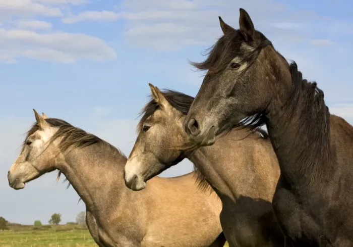 Framed Print : Horse - three outside Framed Print : Horse - three outside