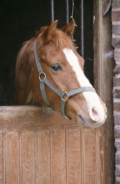 Horse - Pont head over stable door