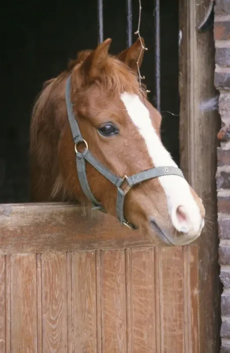 Framed Print : Horse - Pont head over stable door Framed Print : Horse - Pont head over stable door