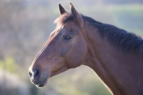 Horse Portrait of chestnut mare