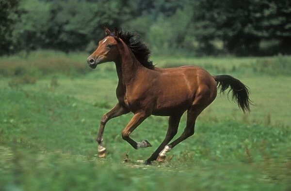 Horse - Pure Blood Arab, galloping