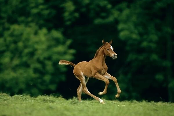 Horse - Pure-bred Arab foal, frolicking, France JPF53069