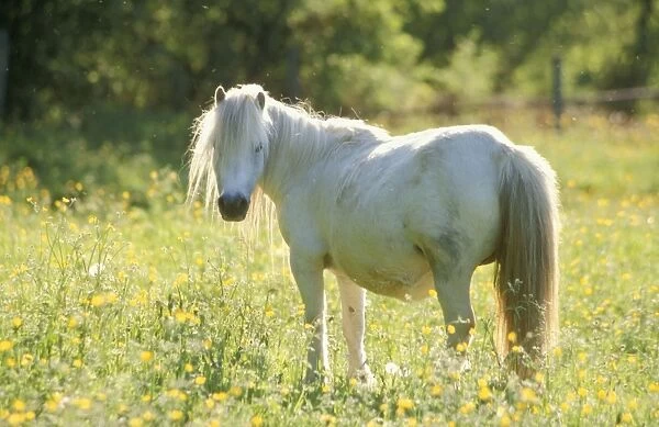 Horse - Shetland Pony