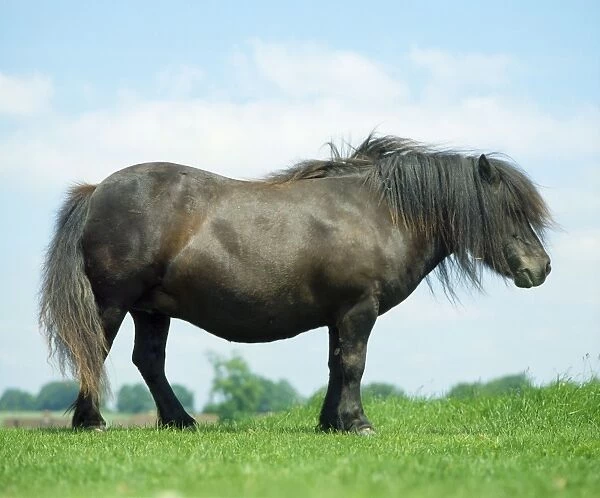 Horse - Shetland Stallion - In field