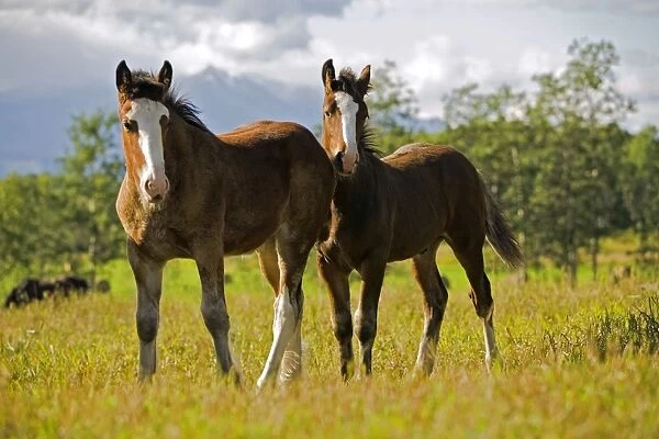 Horse - Two Shire Foals 3 months old, standing