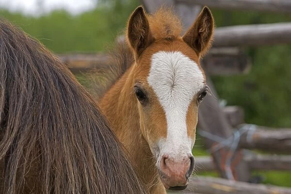 Horse - Shy Welsh Mountain Pony Colt watching from