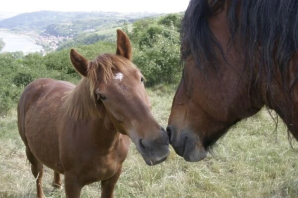 Horse - two sniffing each other