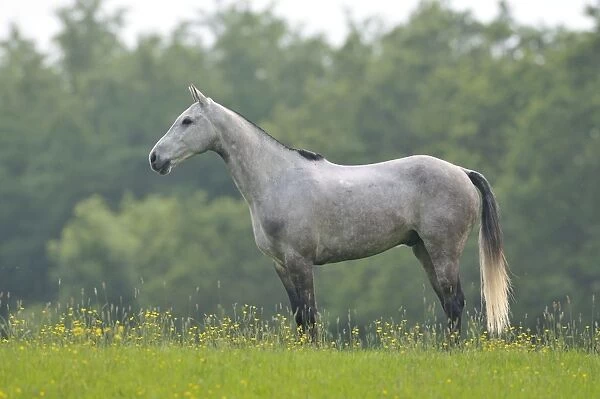 Horse - standing in meadow