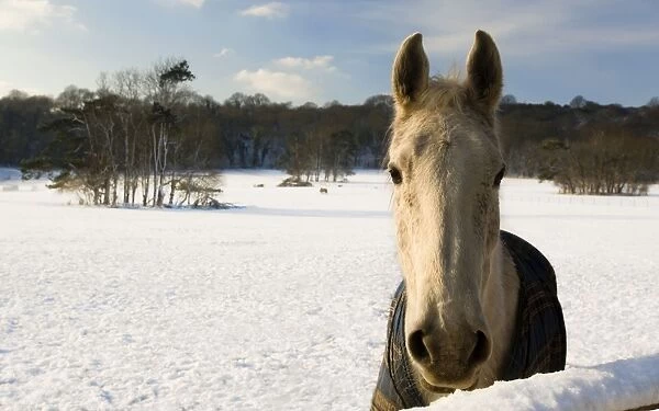 Horse - standing in a snowy field - South Downs - East Sussex - United Kingdom MANIPULATED IMAGE: More snow added to field