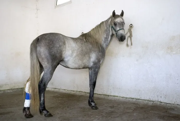 Framed Print : Horse - tethered with bandage on back leg Framed Print : Horse - tethered with bandage on back leg