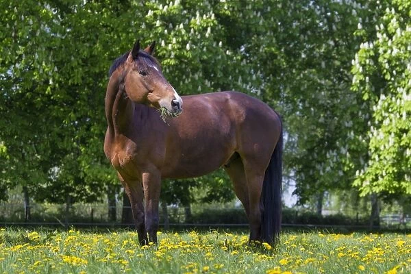 Horse, -Trakehner - Schleswig-Holstein, Germany