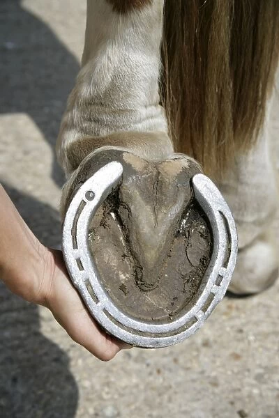 Horse. Underside of hoof