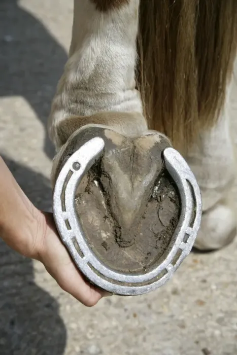 Framed Print : Horse. Underside of hoof Framed Print : Horse. Underside of hoof