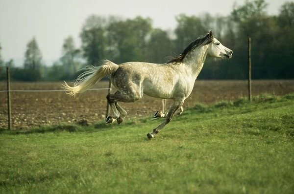 Horse WAT 3155 Grey Arab Mare, galloping. © M. Watson  /  ARDEA LONDON