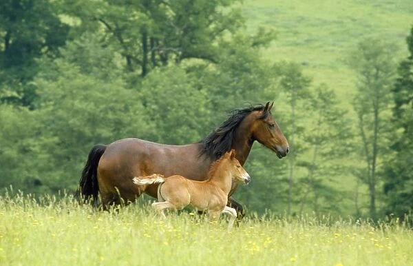 Horse - Welsh Cob mare & foal - running