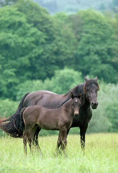 Horse - Welsh Cob Pony