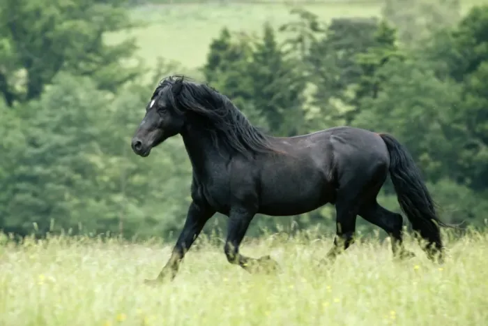 Framed Print : Horse - Welsh-cob Stallion (type c), Pony - running Framed Print : Horse - Welsh-cob Stallion (type c), Pony - running