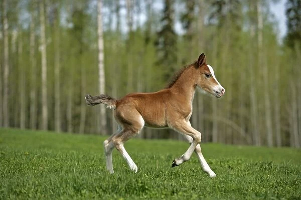 Horse - Welsh Mountain Pony Colt running on meadow