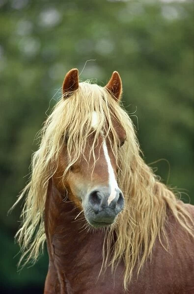HORSE - Welsh Mountain Pony Stallion - type A