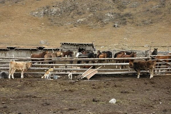 Horses & Cattle - Farmer Ranch, Tienschan, Kazakhstan