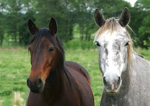 Horses - one Chestnut & one Grey