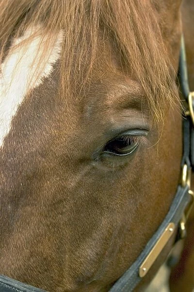 Horses eye. Close-up