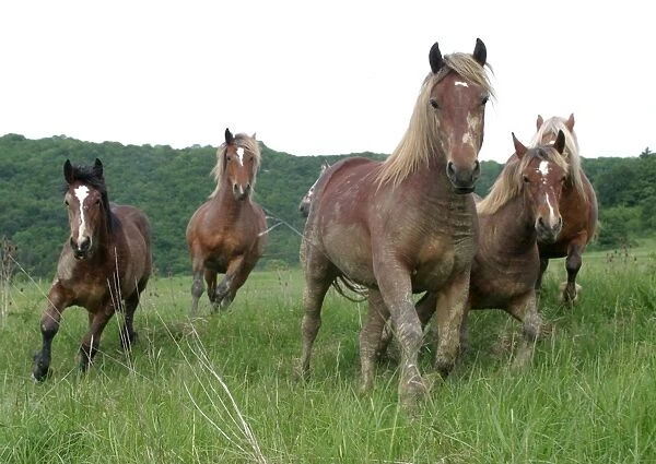 Horses - in field, running