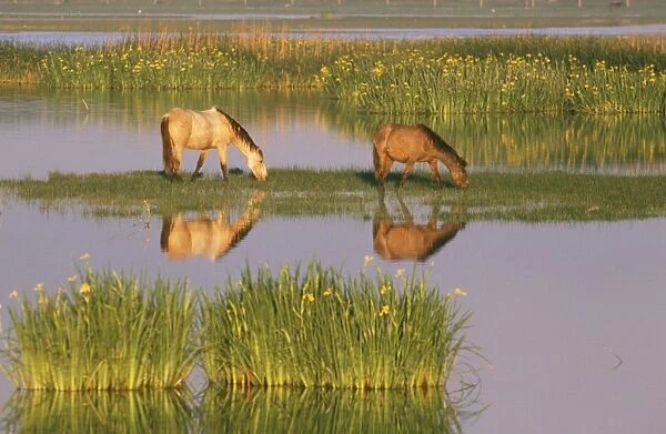 Horses in marsh, Coto Donana National Park - Spain