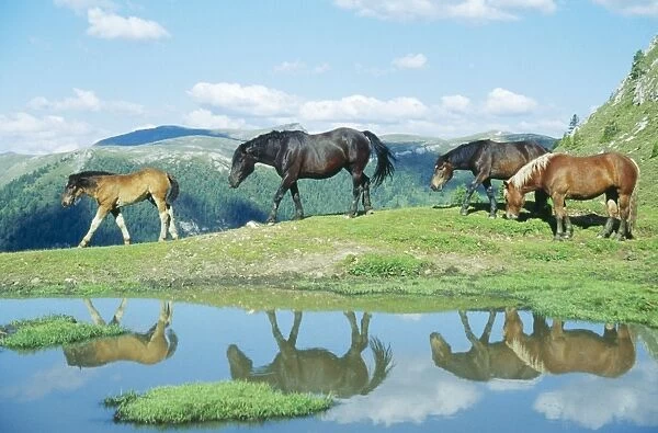 Horses - near mountains & pond Nockberge National Park, Austria