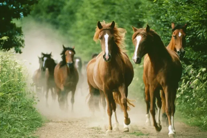 Framed Print : Horses - running Framed Print : Horses - running