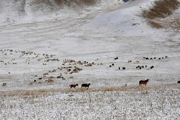 Horses and Sheep herds, Tienschan, Kazakhstan