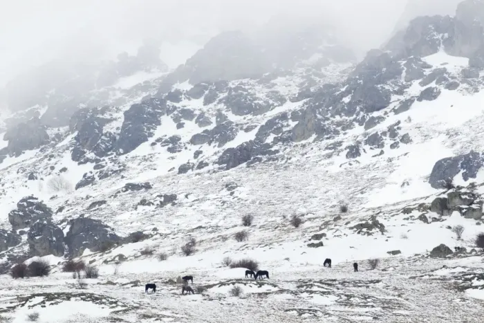 Framed Print : Horses in snow covered mountains Bulgaria MA002363 Framed Print : Horses in snow covered mountains Bulgaria MA002363
