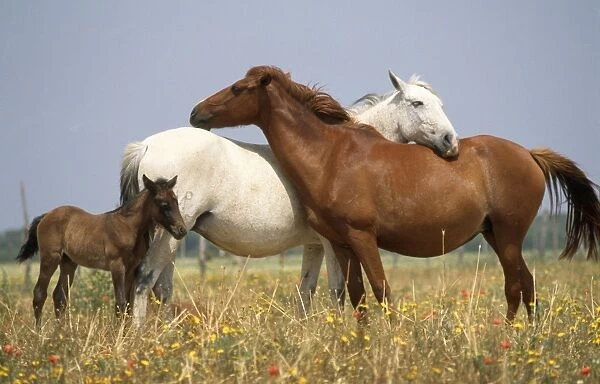 Horses - Spanish Ponies - with foal - Coto Donana Spain