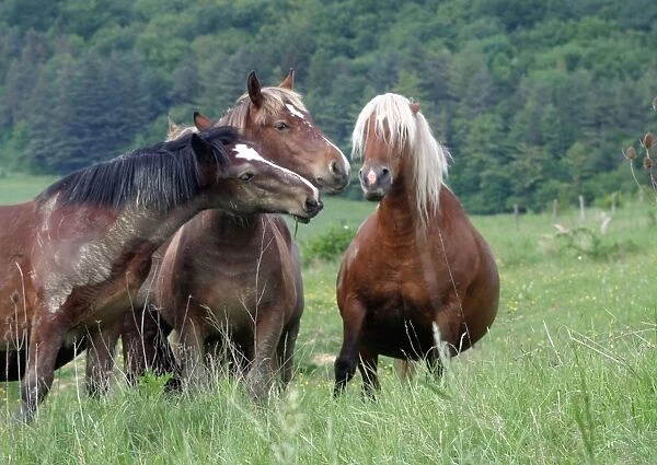 Horses - three, one pregnant, other two sniffing
