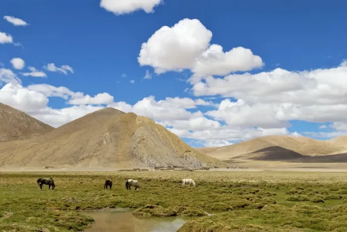 Framed Print : Horses - Tibetan landscape Framed Print : Horses - Tibetan landscape