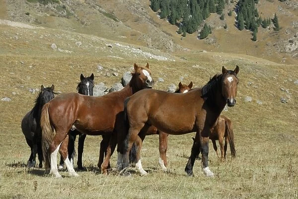 Horses - Tienschan, Kazakhstan