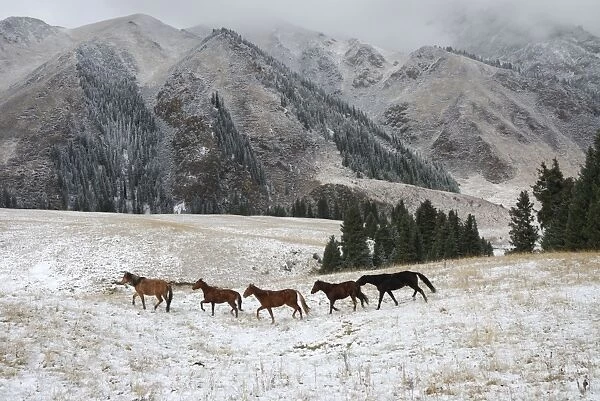Horses, Tienschan mountain, Kazakhstan